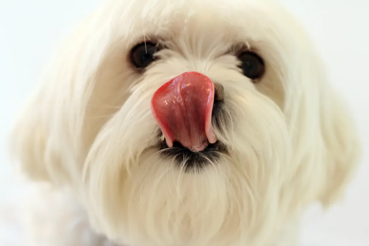 Pet Portrait Session Image